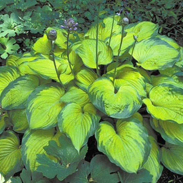 Old Glory - Medium Hosta