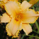 Oliver Daylily