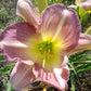 Optimism Daylily