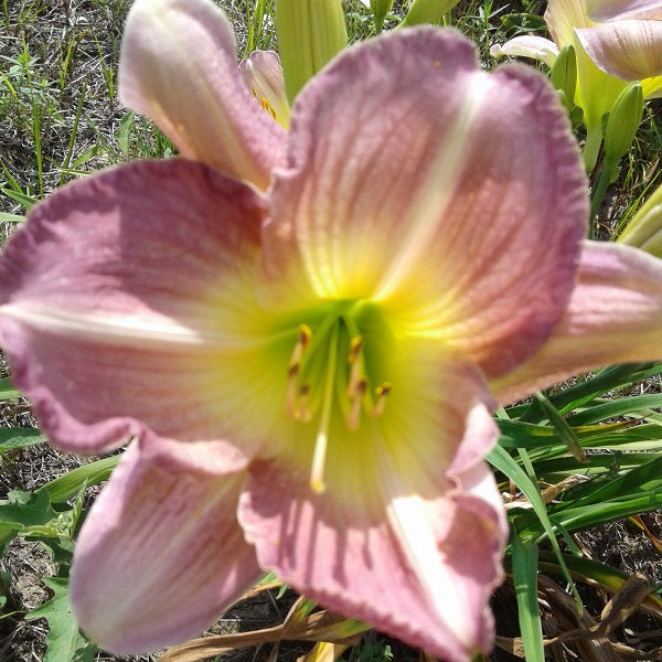 Optimism Daylily - Heritage Collection