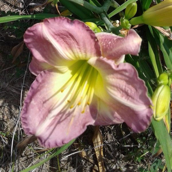 Optimism Daylily - Heritage Collection