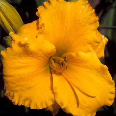 Orange Momentum - Daylily