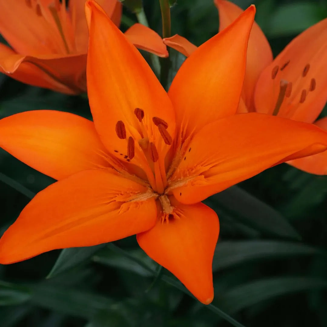 Orange Ton Asiatic Lily