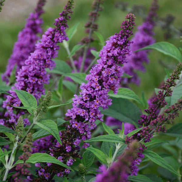 Orchid Annie Butterfly Bush