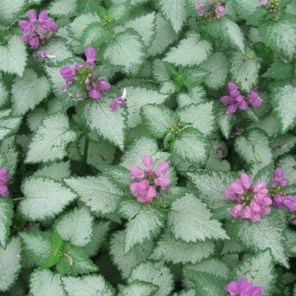 Orchid Frost Deadnettle