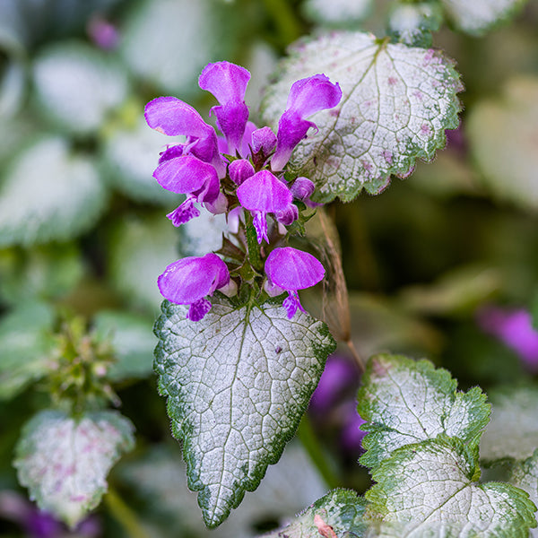 Purple Dragon Deadnettle