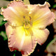 Orchid Tinsel - Daylily