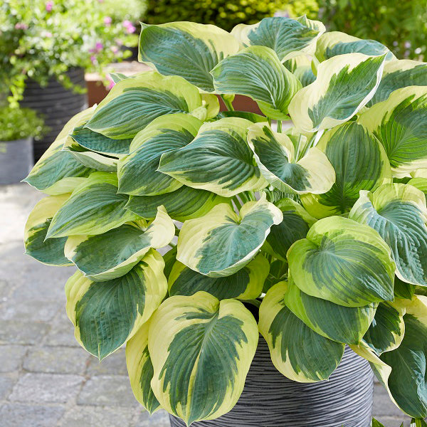 Orion's Belt - Giant Hosta