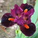 Outspoken Iris