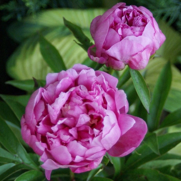 Ozark Beauty - 3/5 Eye Peony