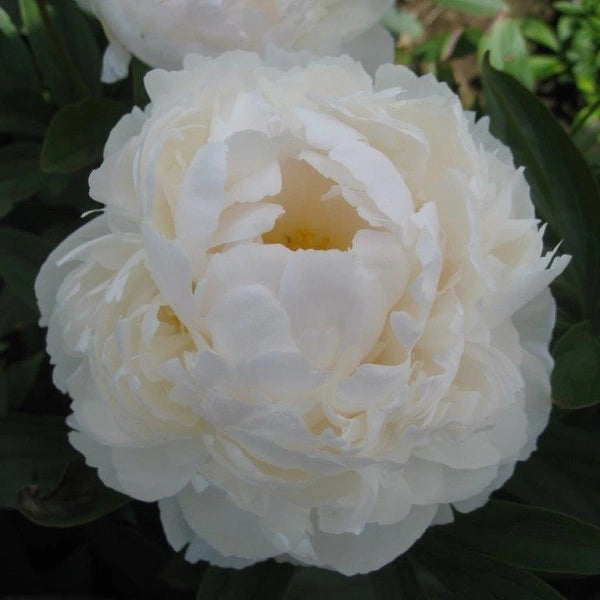 Allan Rogers Peony