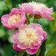 Bowl of Beauty Peony