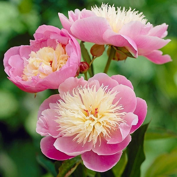 Bowl of Beauty Peony