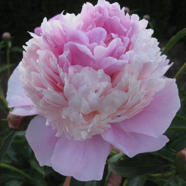 Edulis Superba - 3/5 Eye Peony