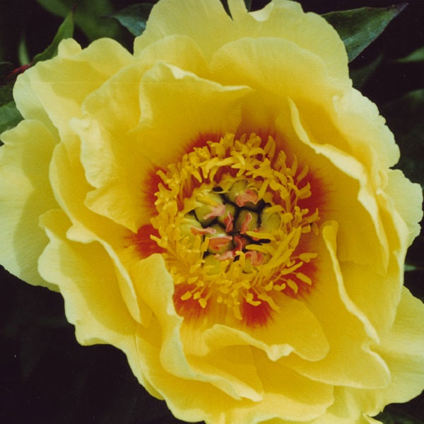 Garden Treasure Itoh - 3/5 Eye Peony