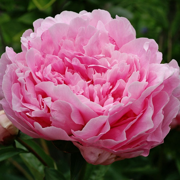 Jacorma - 3/5 Eye Peony