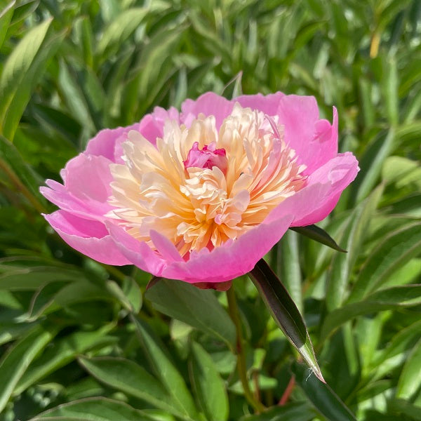 Sorbet Peony