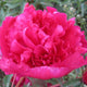 Barbara Peony