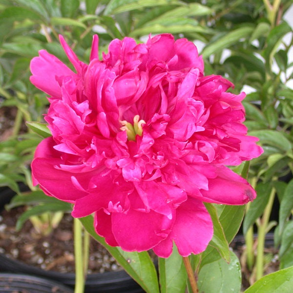 Big Ben - 2/3 Eye Peony