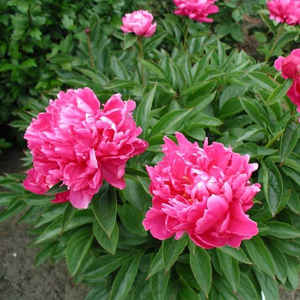 Bunker Hill Peony