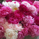 Bushel of Blooms Peonies