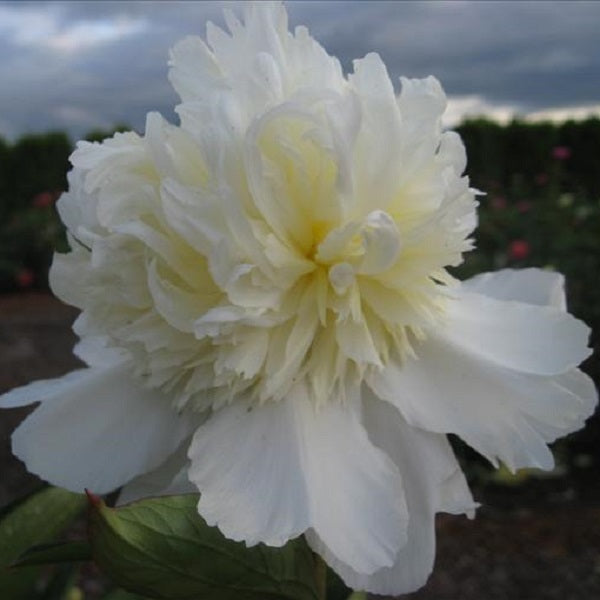 Charlie's White - 3/5 Eye Peony