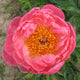 Coral Charm Hybrid Peony