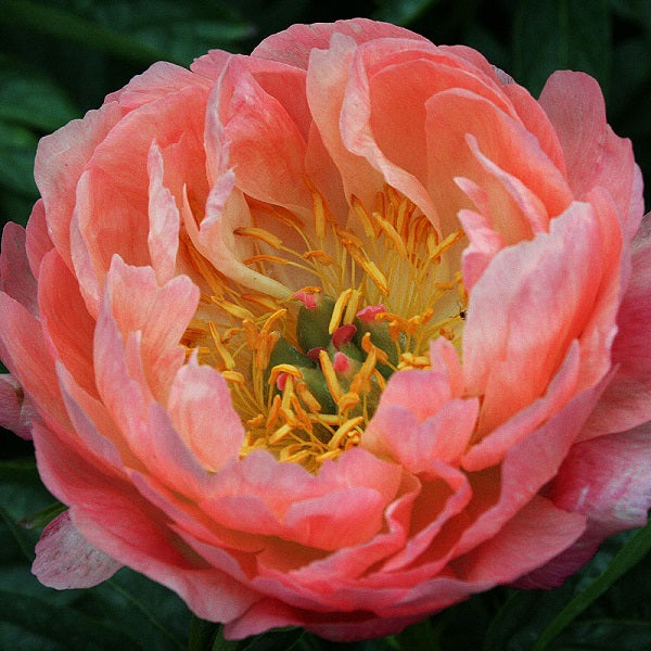 Coral Sunset - Hybrid - 3/5 Eye Peony