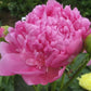 Dr. Alexander Fleming Peony