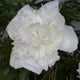 Duchesse de Nemours - 2/3 Eye Peony