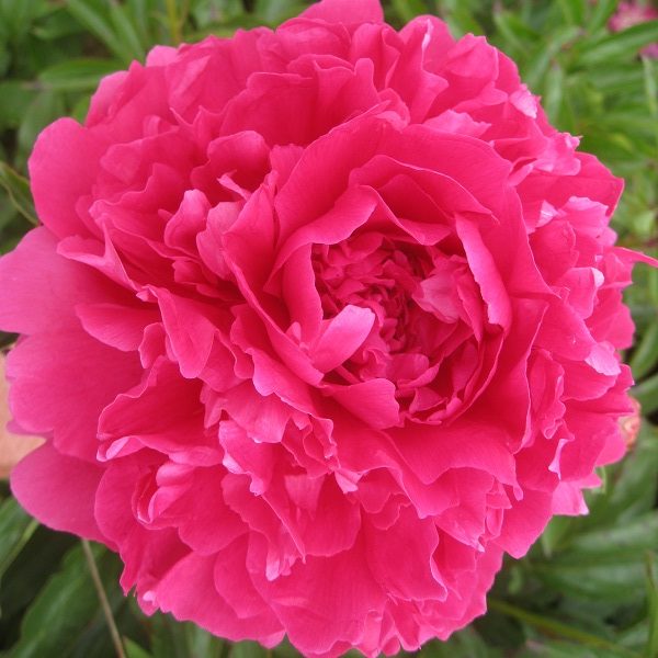 Felix Supreme - 3/5 Eye Peony