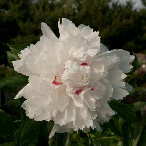 Festiva Maxima Peony