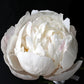 Gardenia Peony