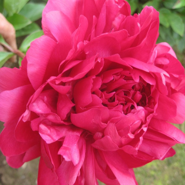 Grover Cleveland - 3/5 Eye Peony