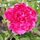 Karl Rosenfield Peony