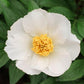 Krinkled White Peony