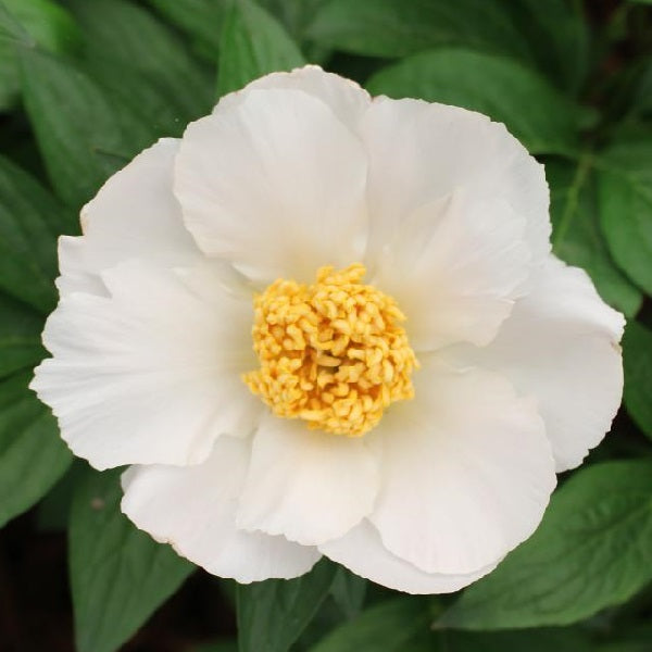 Krinkled White Peony