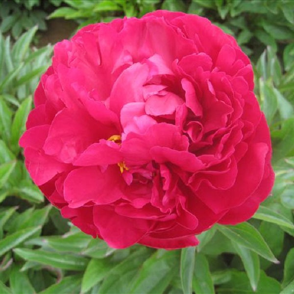 Lora Dexheimer - 3/5 Eye Peony