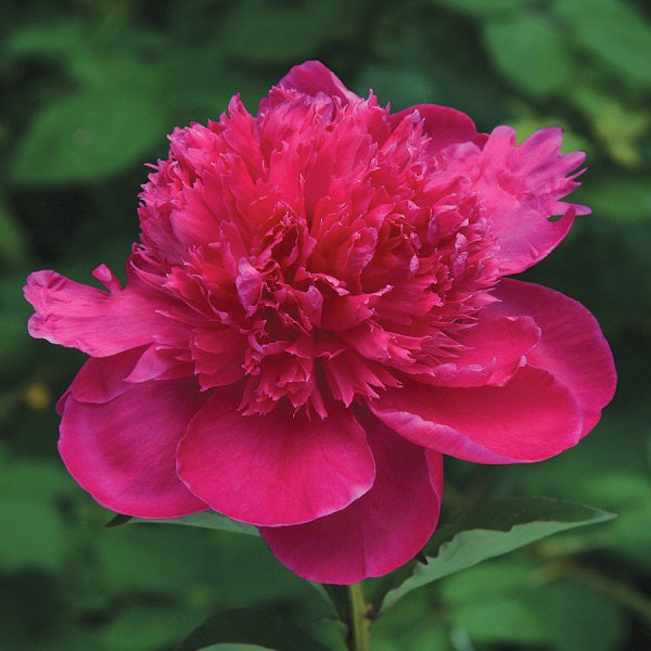 Madame Emile Debatene - 3/5 Eye Peony