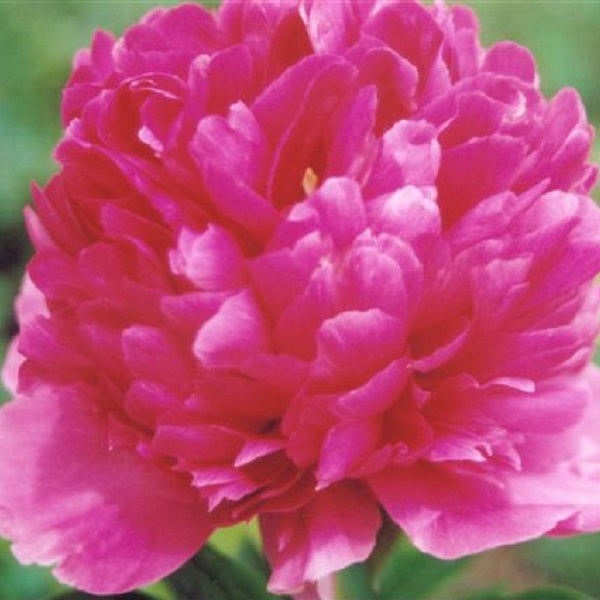 Mary Jo Legare - 3/5 Eye Peony