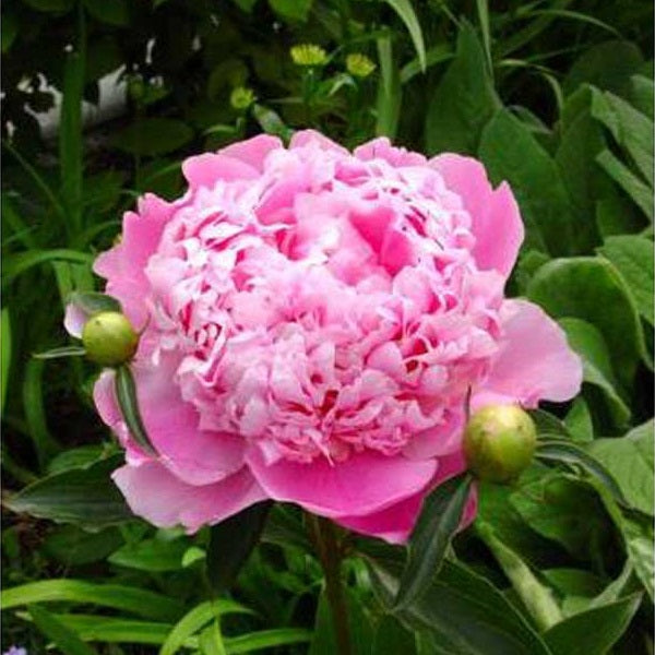 GET THEM ALL PEONY COLLECTION