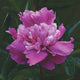 Pink Pompadour - 2/3 Eye Peony