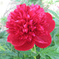 Red Charm - 3/5 Eye Peony