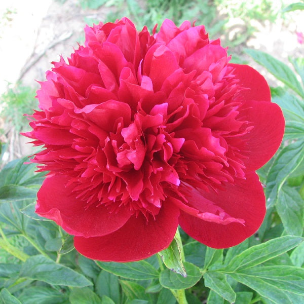 Red Charm - 3/5 Eye Peony