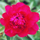 Red Magic - 2/3 Eye Peony