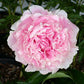 Sarah Bernhardt - 2/3 Eye Peony