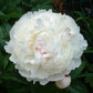 Shirley Temple Peony