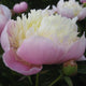 Tropical Isle - 3/5 Eye Peony