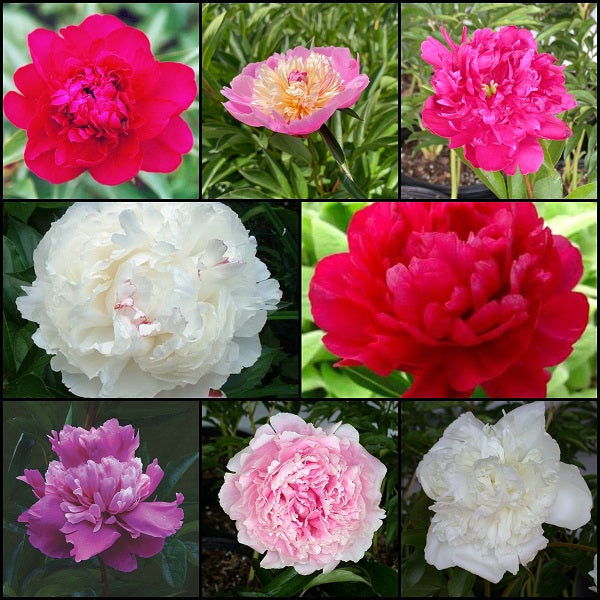 2/3 Eye Peony Collection