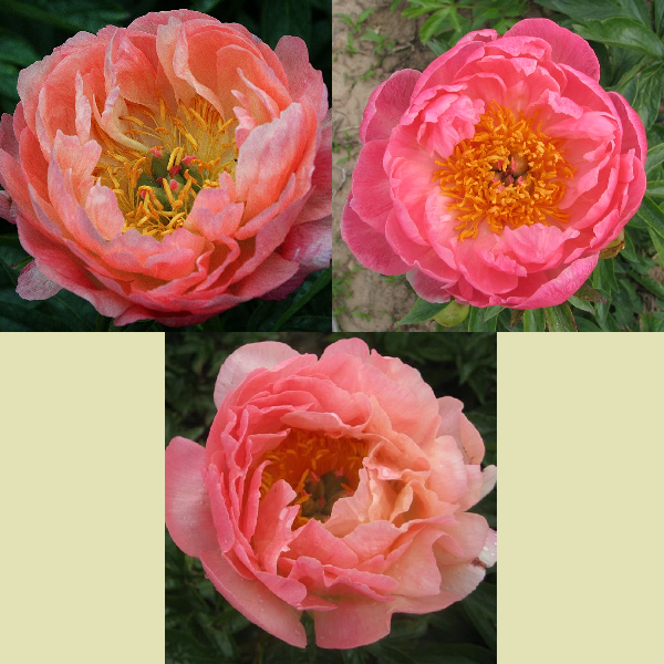 Spring Coral Peony Collection